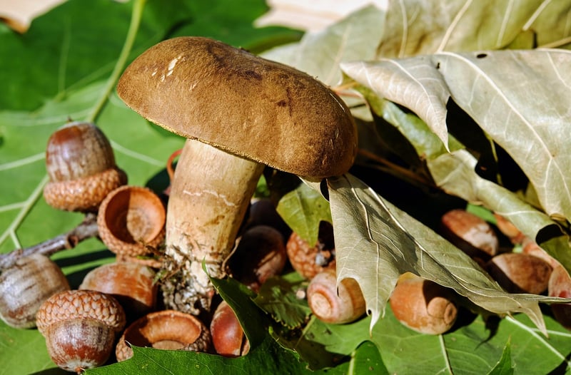 Edible Varieties
