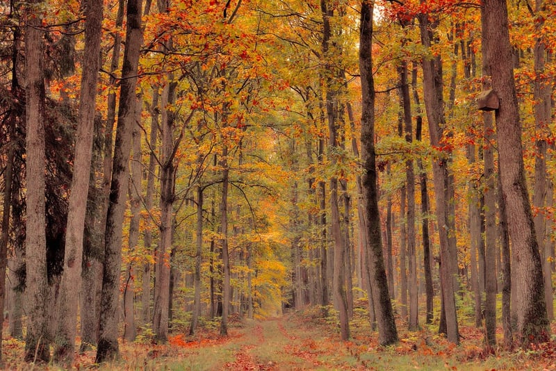 Fall Foliage