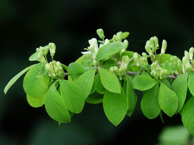 Honeysuckle