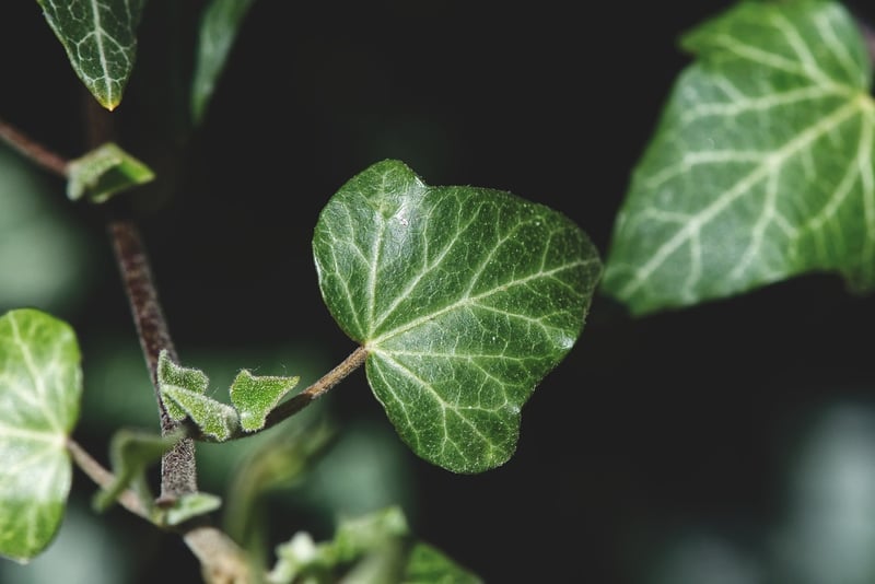 English Ivy