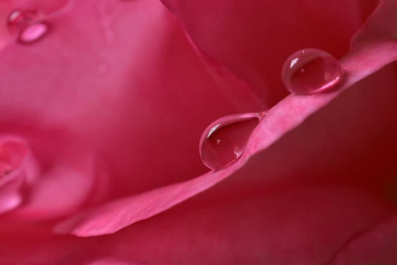 Climbing Roses