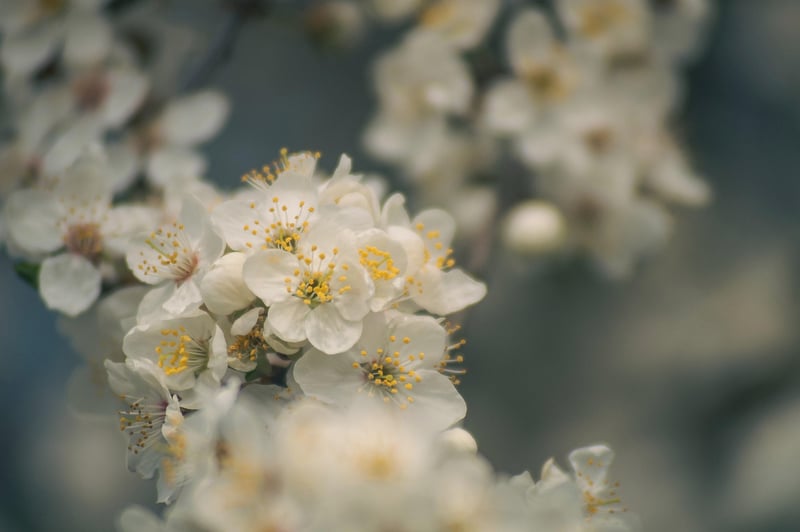 Spring Blooms